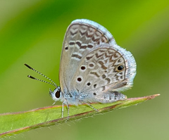 Hemiargus hanno hanno
