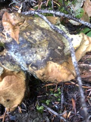 Polyporoletus sublividus