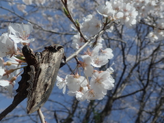 Langia zenzeroides nawai