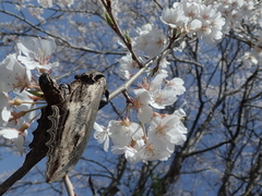 Langia zenzeroides nawai