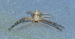 Tmarus marmoreus