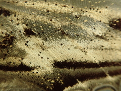 Langia zenzeroides nawai