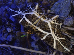 Mesastrape fulguraria