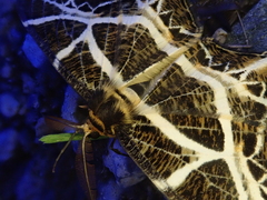 Mesastrape fulguraria