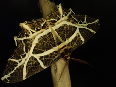 Mesastrape fulguraria