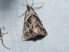 Dichromodes stilbiata