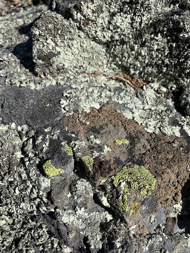 iNaturalist observation photo of Emery Rocktripe Lichen