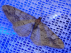 Pseuderannis lomozemia
