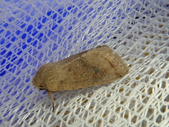 Orthosia fausta