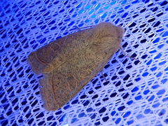 Orthosia paromoea