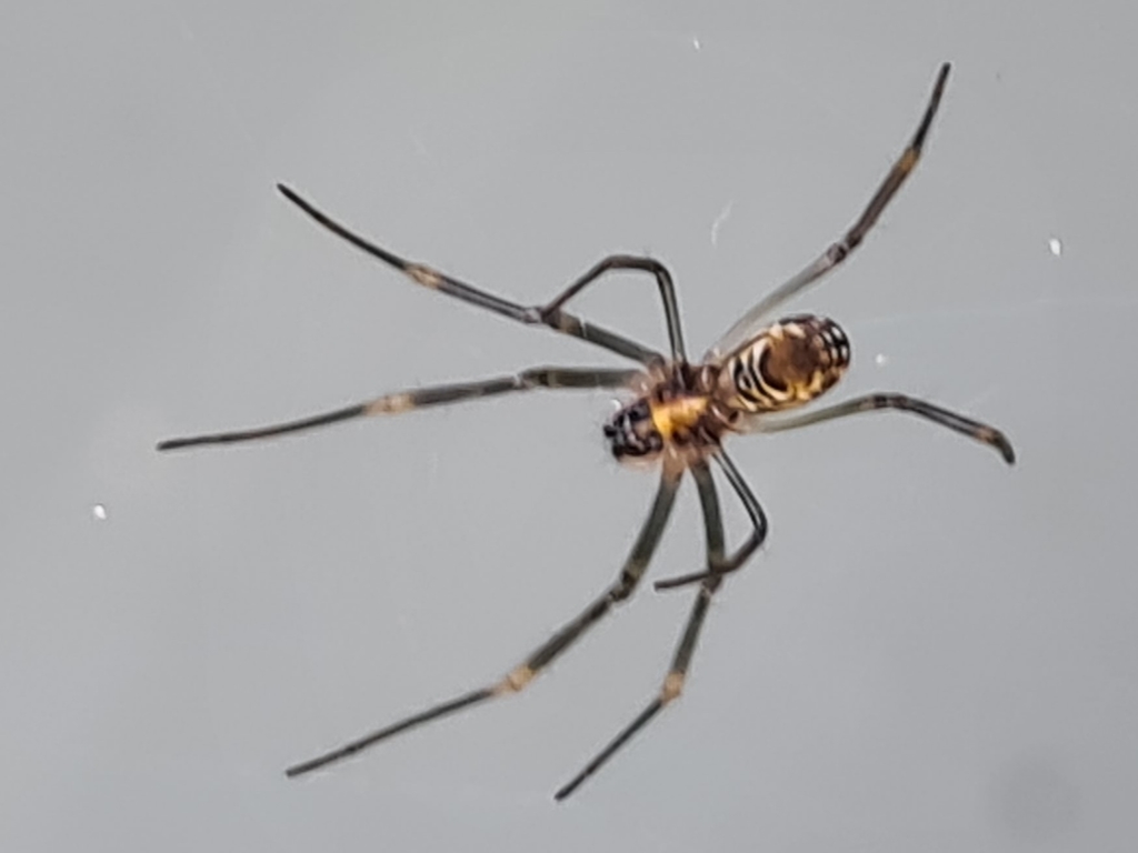 Tiger Spider from South West Rocks NSW 2431, Australia on December 10