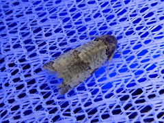 Pseudeulia vermicularis