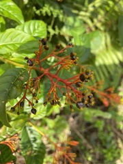 Palicourea crocea