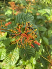 Palicourea crocea