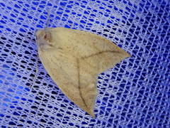 Descoreba simplex