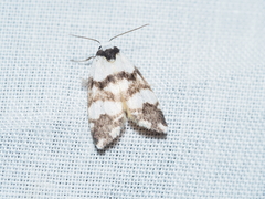 Thallarcha albicollis