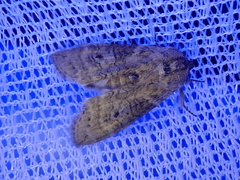 Neoploca arctipennis