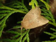 Conistra ardescens