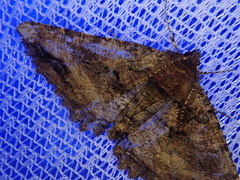 Cryptochorina amphidasyaria