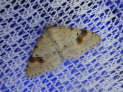 Venusia semistrigata