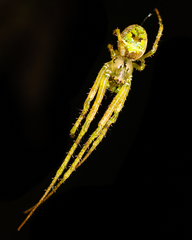 Allende nigrohumeralis