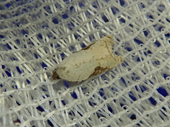 Acleris takeuchii