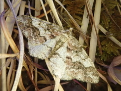 Pseuderannis amplipennis