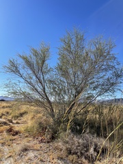 Prosopis pubescens