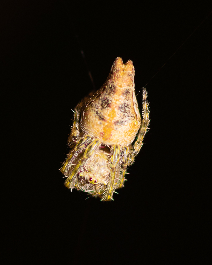 Nicolepeira bicaudata