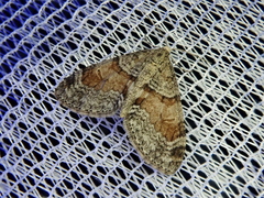 Trichopteryx terranea