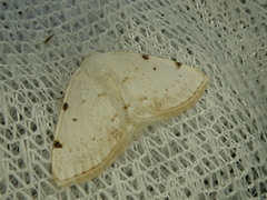 Lomographa bimaculata