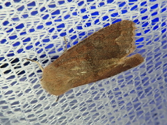 Orthosia odiosa