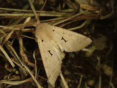 Orthosia carnipennis