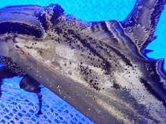 Langia zenzeroides nawai