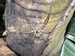 Cupiennius coccineus