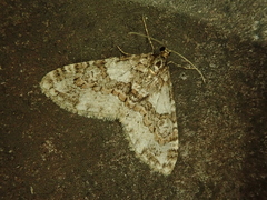 Esakiopteryx volitans