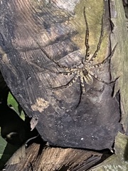 Cupiennius coccineus