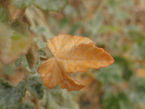 Image of Malacothamnus nuttallii by (c) George Williams, some rights reserved (CC BY)