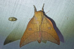 Adeloneivaia subangulata