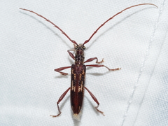 Coptocercus rubripes