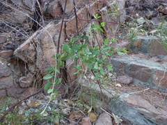 Amyema dolichopoda