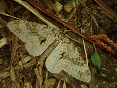 Trichopteryx miracula