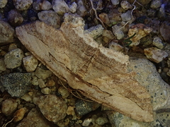 Menophra harutai