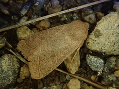Orthosia paromoea