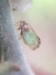 Nyctiphalerus propinquus