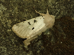 Orthosia gothica