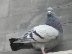 Columba livia domestica