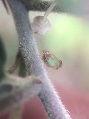 Nyctiphalerus propinquus