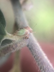 Nyctiphalerus propinquus