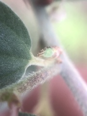 Nyctiphalerus propinquus